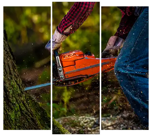 Pimentel Tree Services