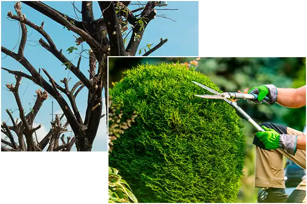 Pimentel Tree Services