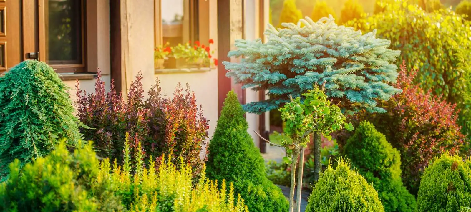 Beautiful Trees