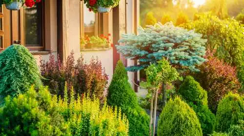 Beautiful Trees