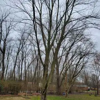Pimentel Tree Services