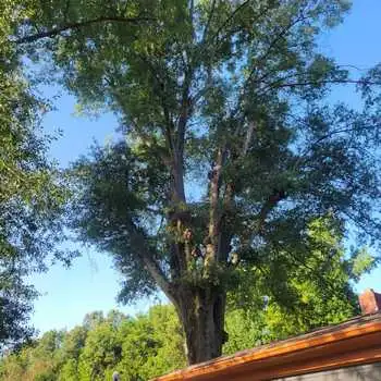 Pimentel Tree Services